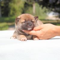 Cucciolo maschio di Shiba Inu rosso