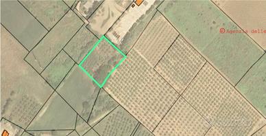 Terreno agricolo con uliveto termoli