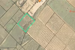 Terreno agricolo con uliveto termoli