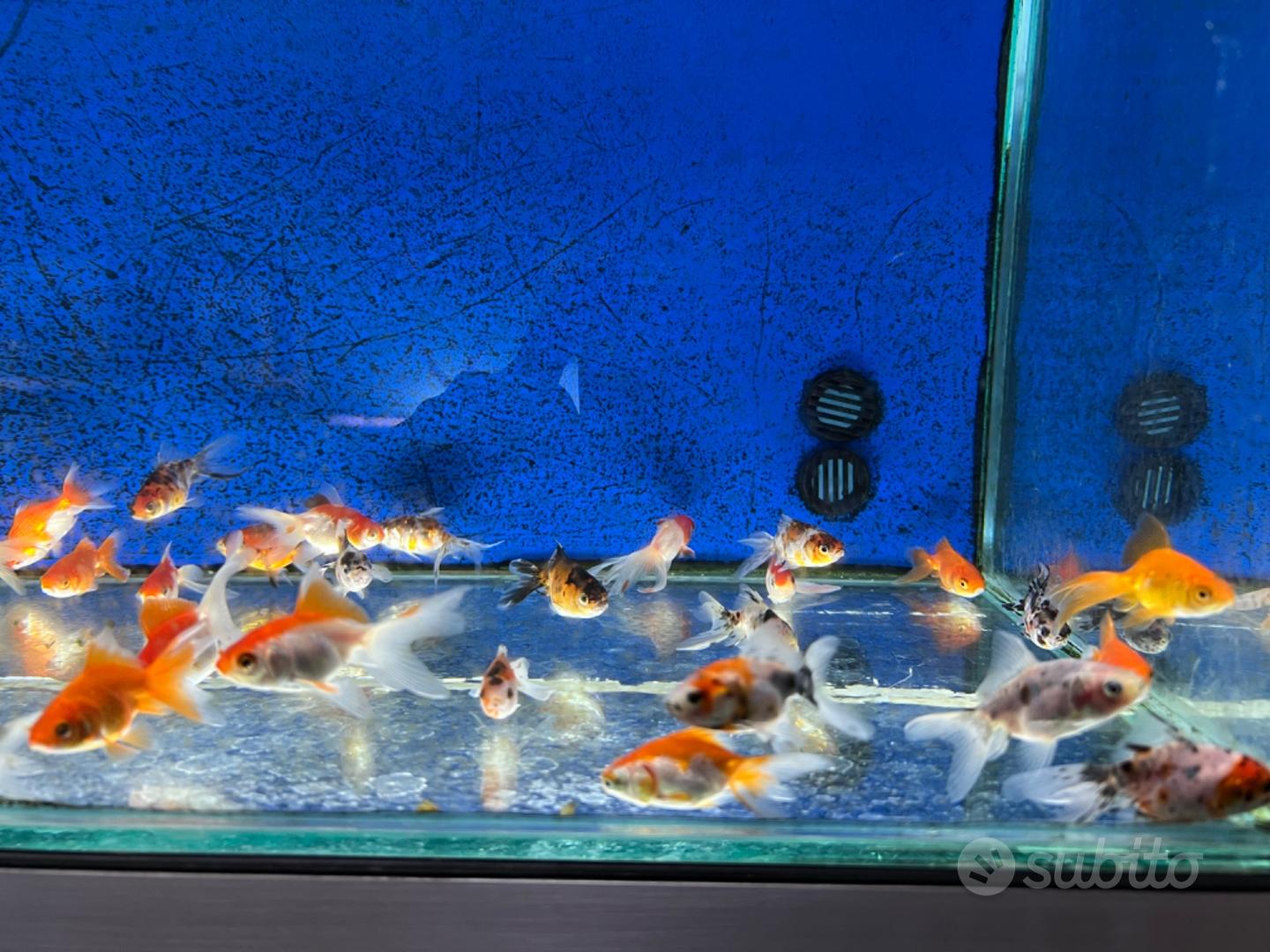 Acquario per pesci rossi - Accessori per animali In vendita a Rovigo