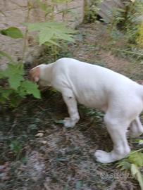 Cuccioli di bracco pointer da tartufi