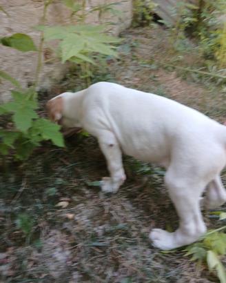 Cuccioli di bracco pointer da tartufi