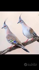 Tortore australiane