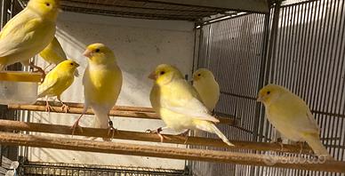 Canarini maschi
