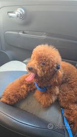 Barboncino toy red con pedigree enci