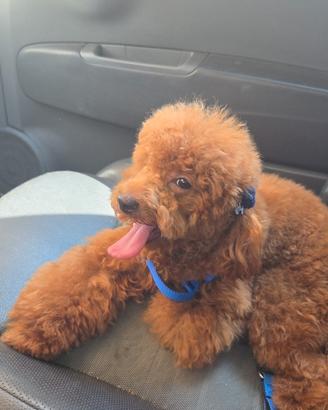 Barboncino toy red con pedigree enci