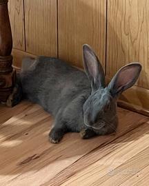 Giant Flamish / Gigante delle fiandre