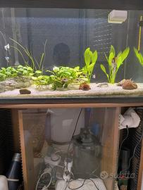Acquario completo
