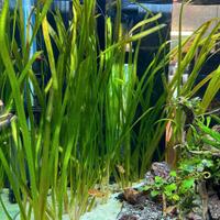 Vallisneria per acquario