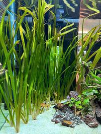 Vallisneria per acquario