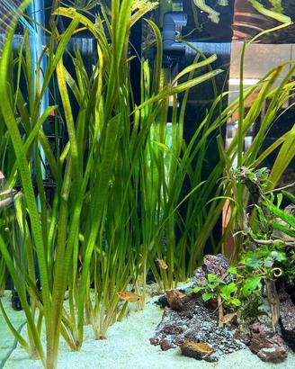 Vallisneria per acquario