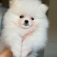 Cuccioli spitz pomerania bianchi
