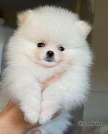 Cuccioli spitz pomerania bianchi
