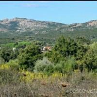 Terreno agricolo 6 ettari vicinanze Rena Majore