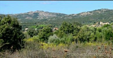 Terreno agricolo 6 ettari vicinanze Rena Majore