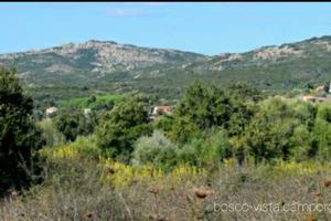 Terreno agricolo 6 ettari vicinanze Rena Majore