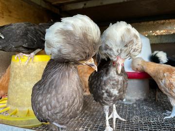 Galline Olandesi