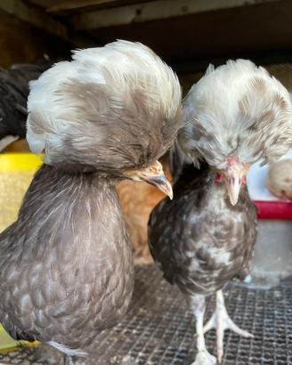 Galline Olandesi