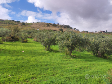 Terreno Agricolo/uliveto