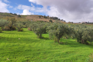 Terreno Agricolo/uliveto