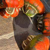 Arredamento zucca