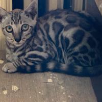 Cuccioli gatto Bengala maschi