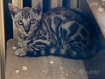 Cuccioli gatto Bengala maschi
