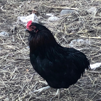 Galline galli pulcini uova araucana Marans e altro