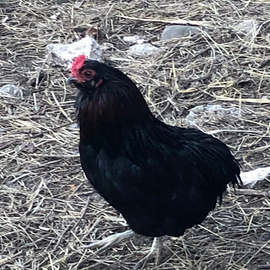 Galline galli pulcini uova araucana Marans e altro