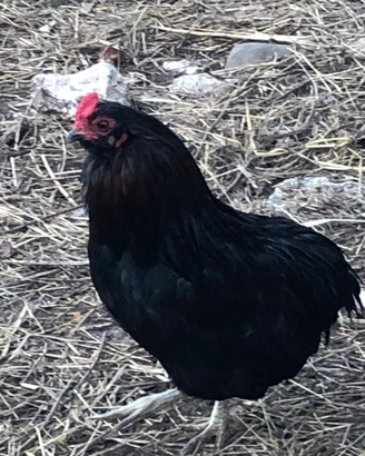 Galline galli pulcini uova araucana Marans e altro