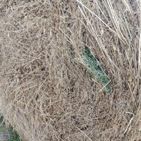 Fieno erba medica 1 taglio