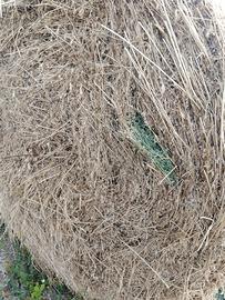 Fieno erba medica 1 taglio