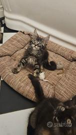 Maine Coon cuccioli