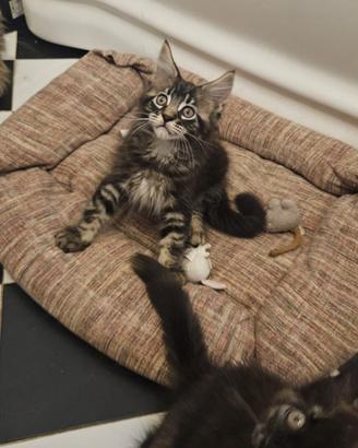Maine Coon cuccioli