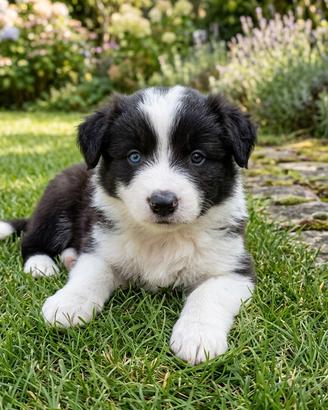 Cuccioli di Border collie 