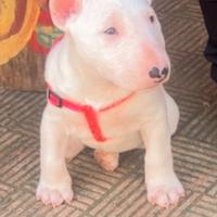 Bull terrier standard