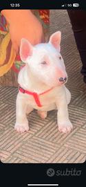 Bull terrier standard