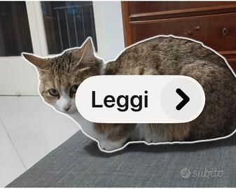 Dono gatto 4 anni di vita