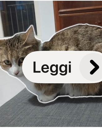 Dono gatto 4 anni di vita