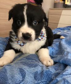 Cucciolo maschio due mesi