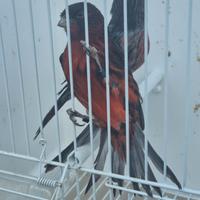 Canarini nero cobalto rosso