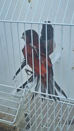 Canarini nero cobalto rosso