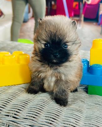 Spitz di Pomerania toy