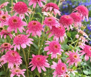 Semi di echinacea purpurea "Pink Double Delight"