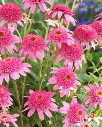 Semi di echinacea purpurea "Pink Double Delight"