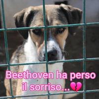BEETHOVEN 3 ANNI taglia media