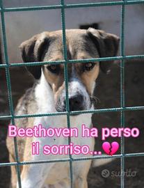 BEETHOVEN 3 ANNI taglia media
