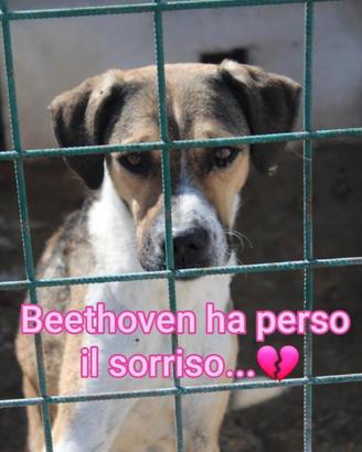 BEETHOVEN 3 ANNI taglia media