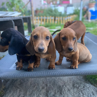 Cuccioli di bassotto nani