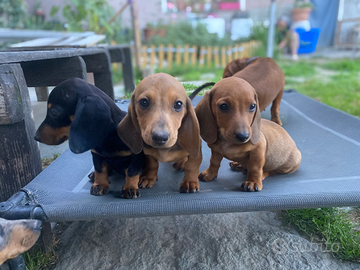 Cuccioli di bassotto nani